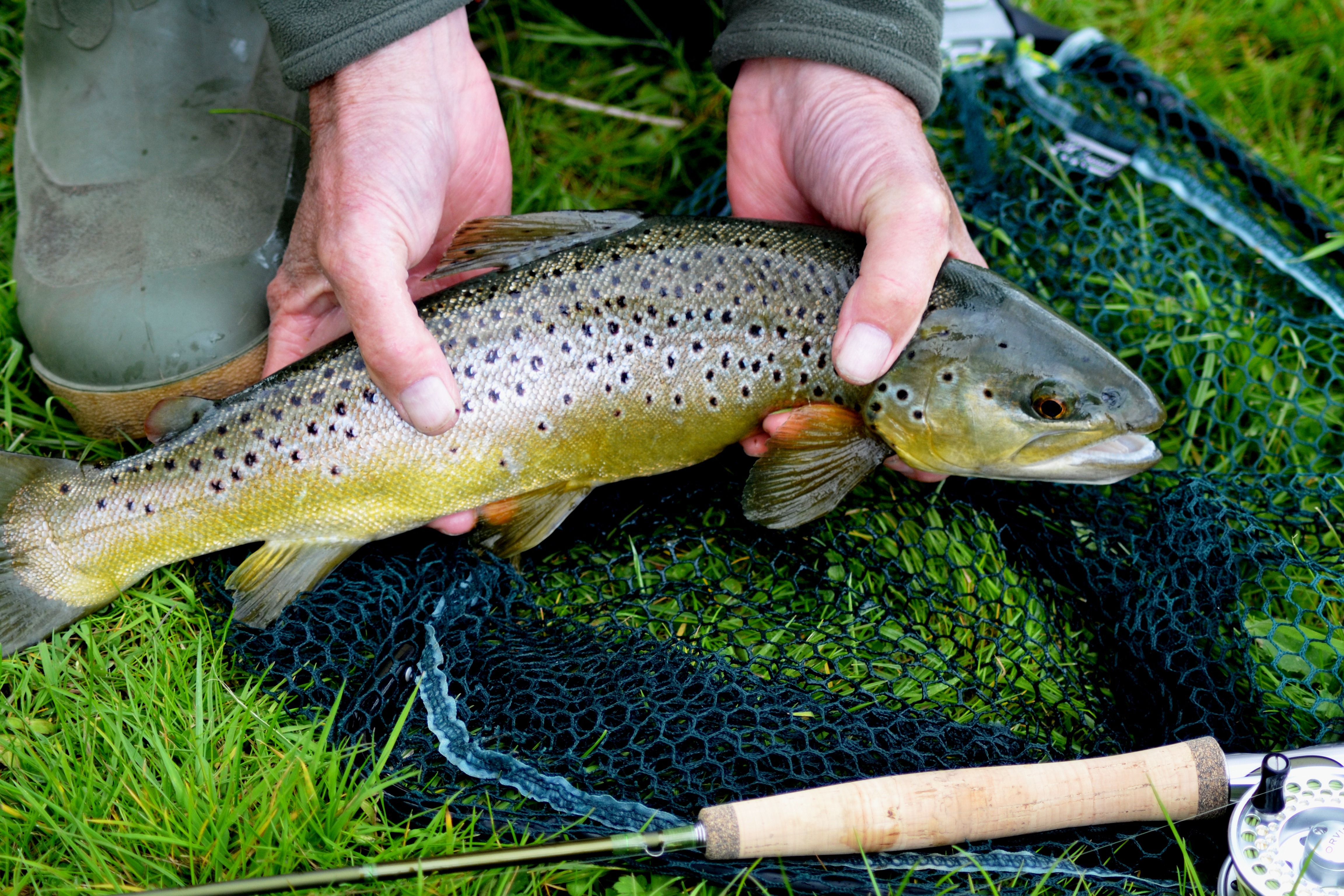 trout