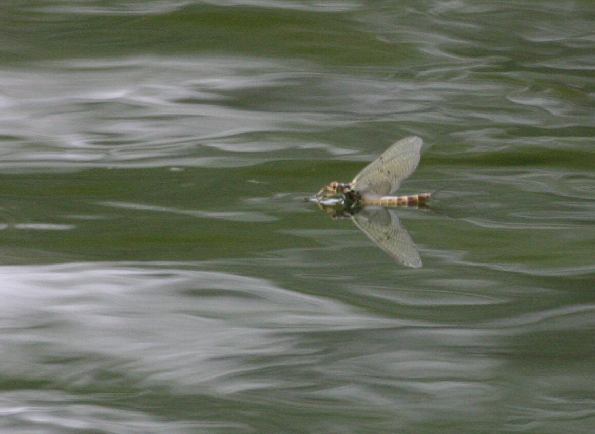 Fish in water
