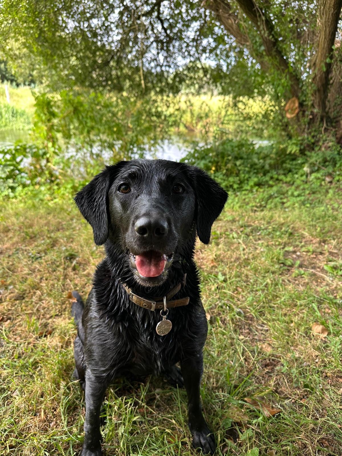 dog