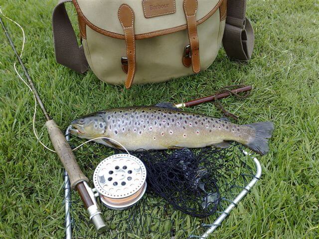 Fish on net