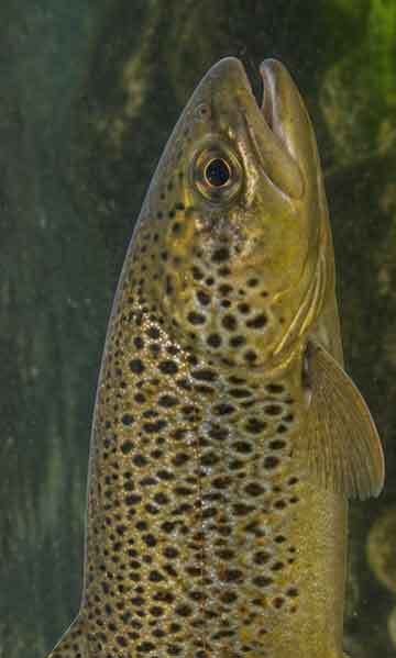 Trout
