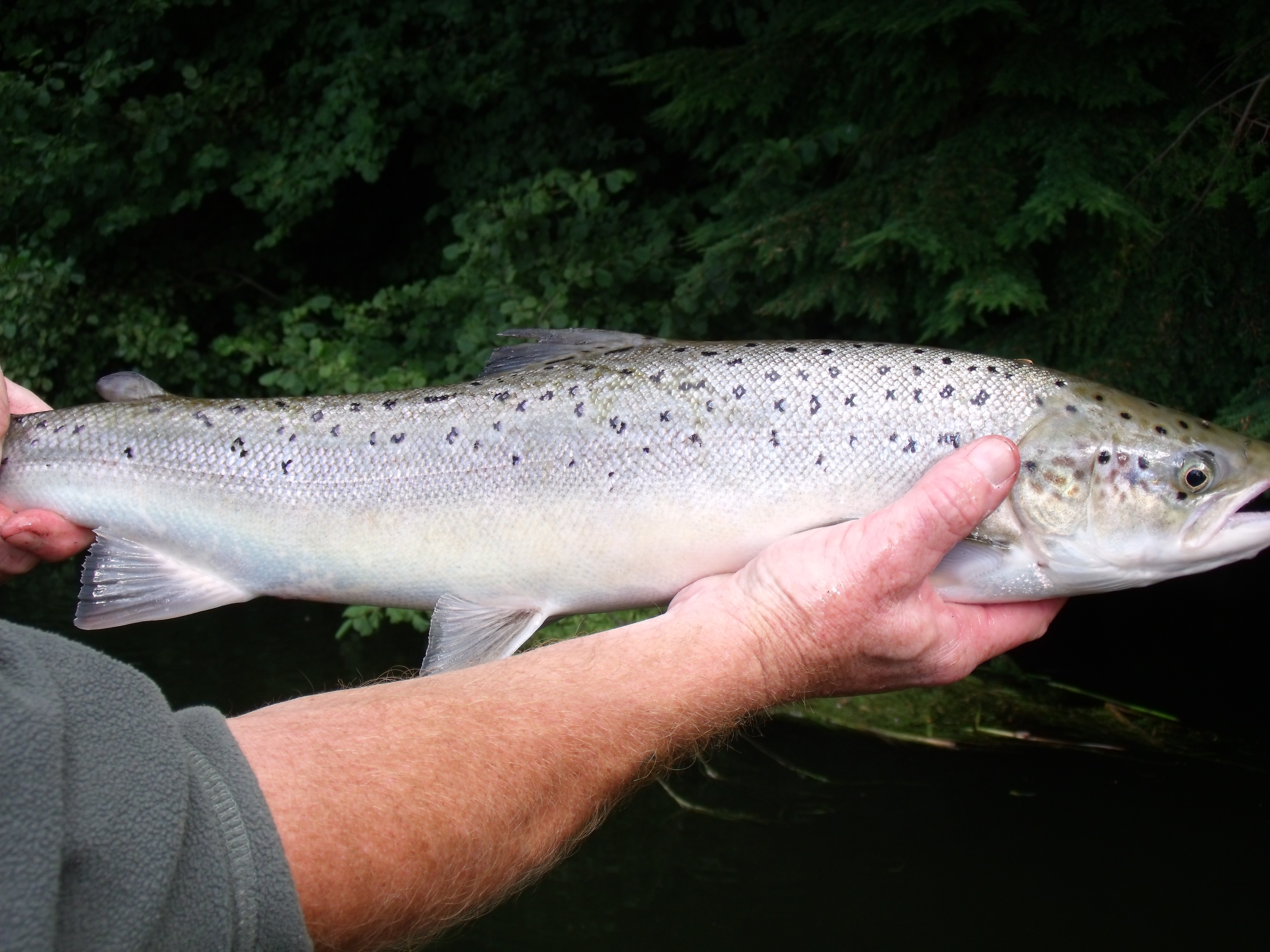 salmon
