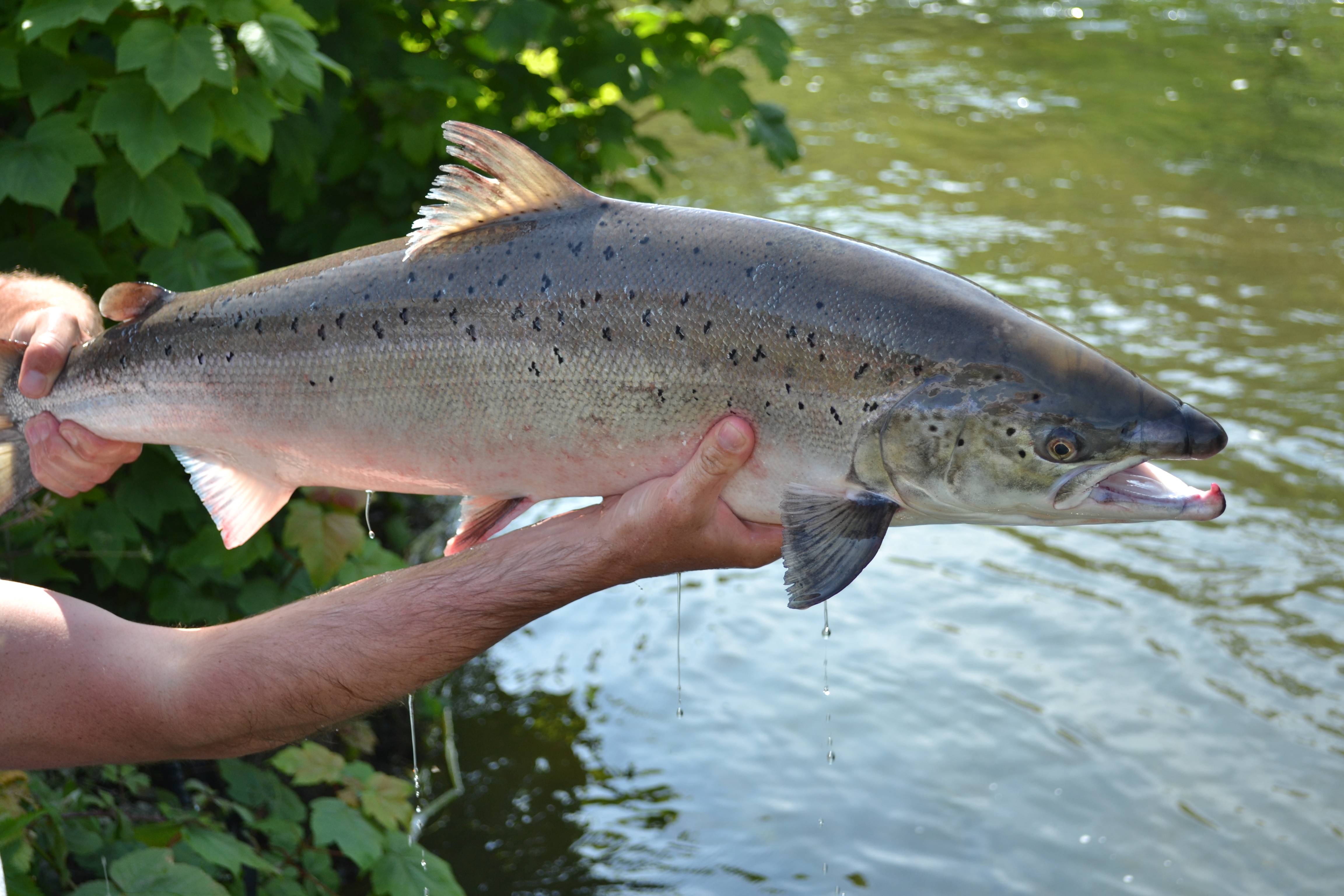 Salmon