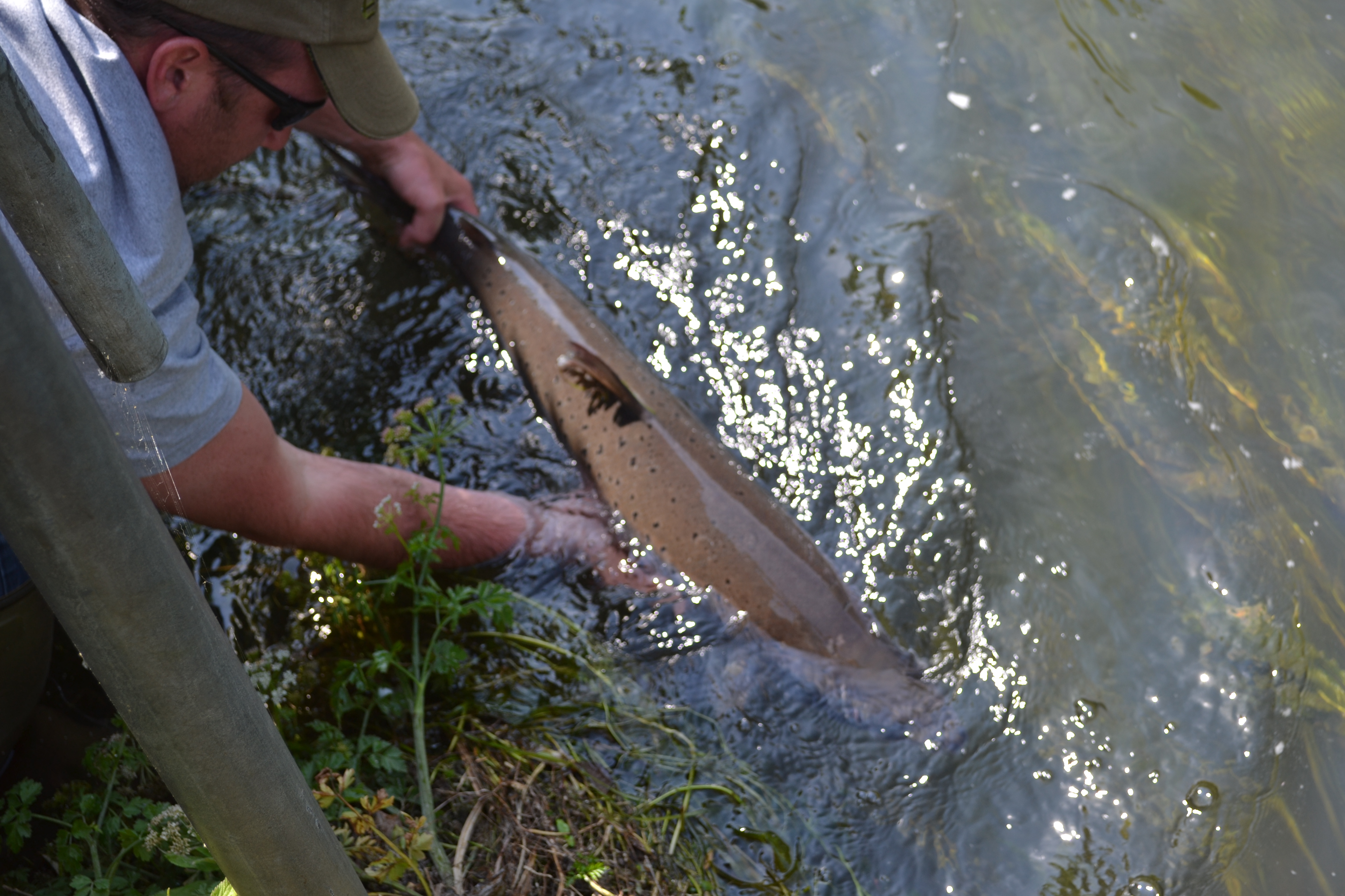 Salmon