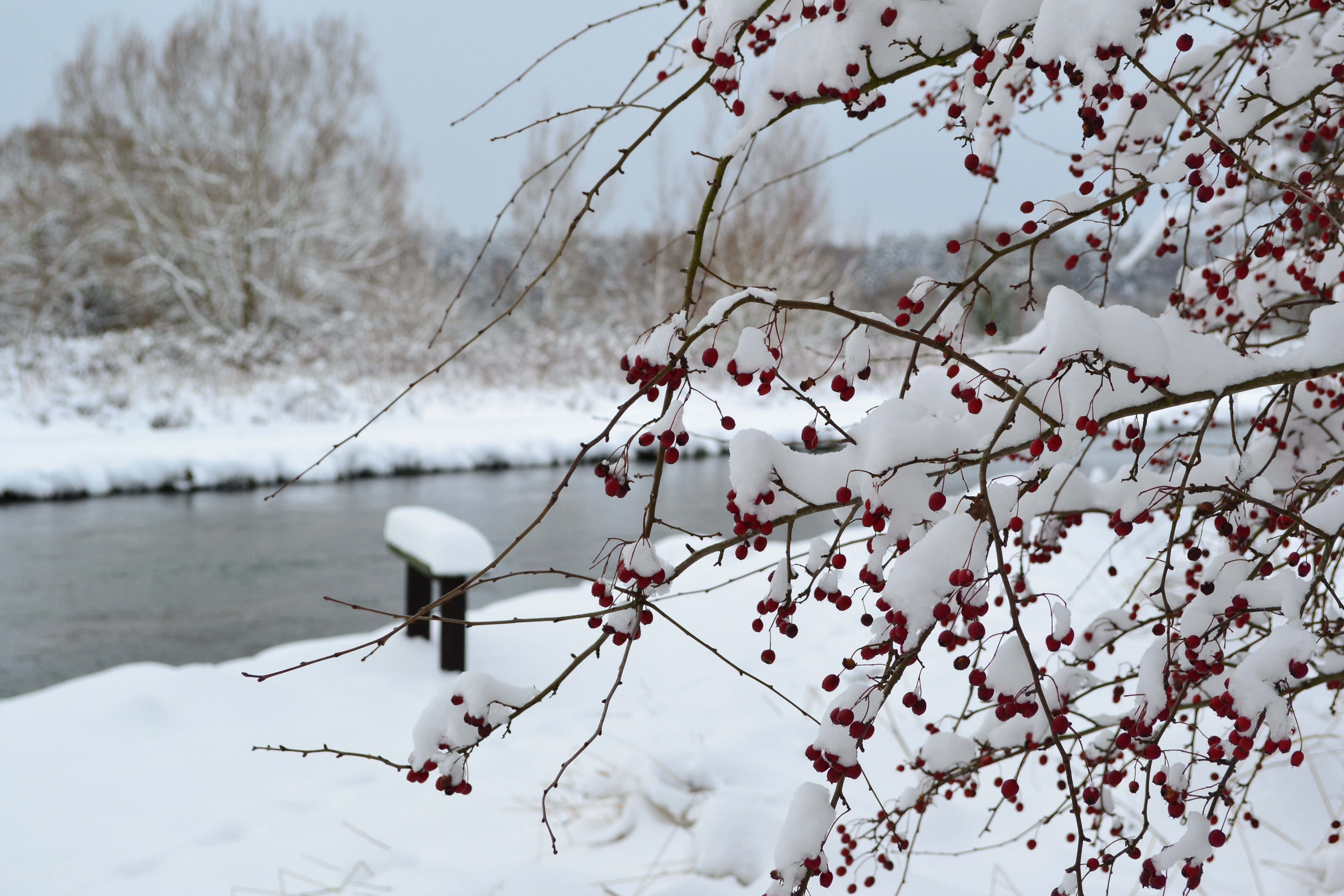 snow by river