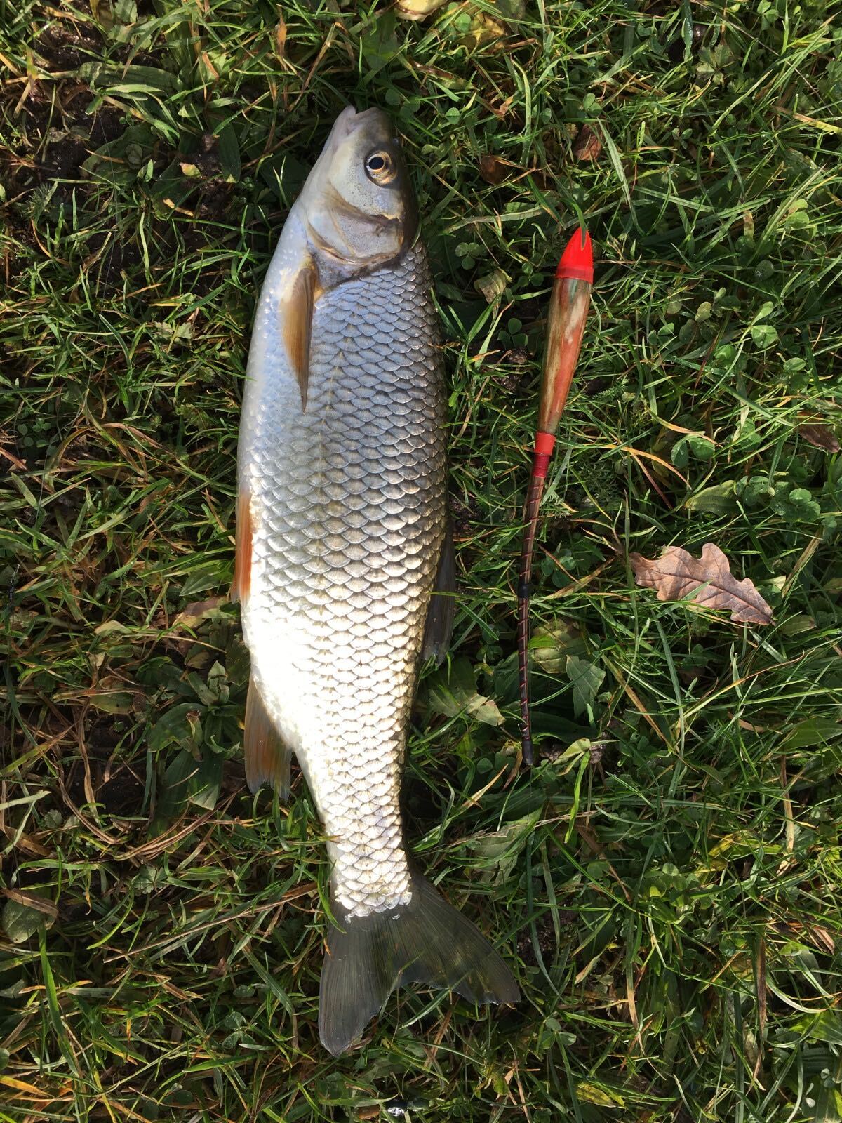fish on floor